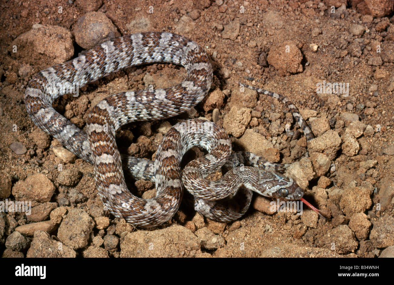 Kalifornien Leier Schlange Trimorphodon Biscutatus Vandenburgi Southern California Stockfoto
