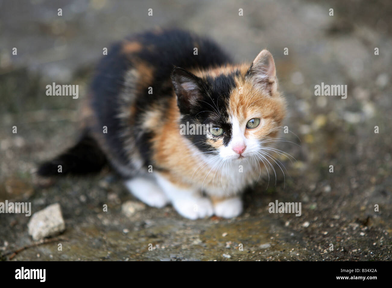 Ein junges Kätzchen auf der Straße sitzen Stockfoto