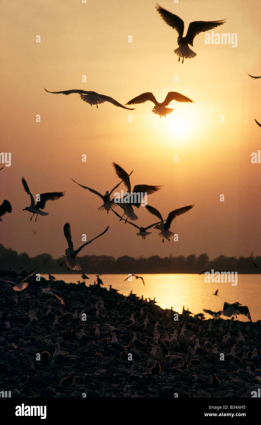 Ring in Rechnung gestellt Möwen Lake Erie Stockfoto