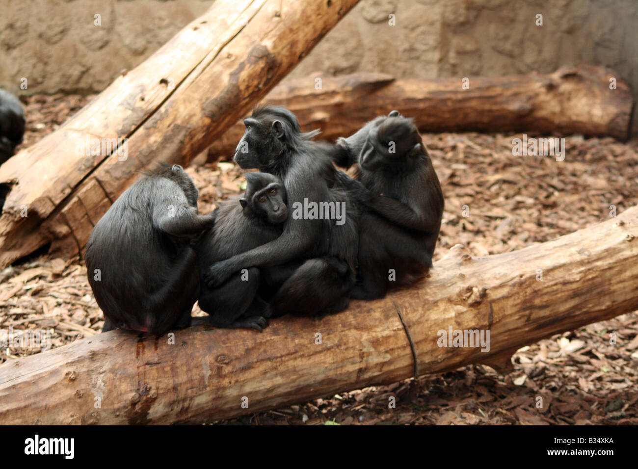 Sulawesi / Celebes Crested schwarz Macaque [Chester Zoo, Chester, Cheshire, England, Großbritannien, Vereinigtes Königreich, Europa].     . Stockfoto