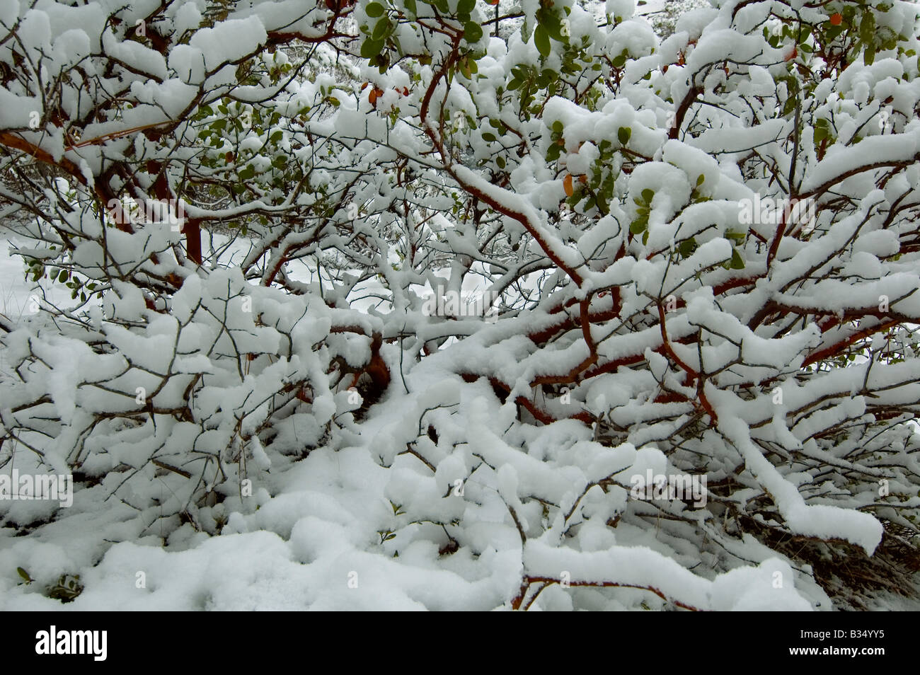 Ein schneebedeckte Manzanita Busch breitet sich Zweigstellen in Oregon Cascade Mountains. Stockfoto