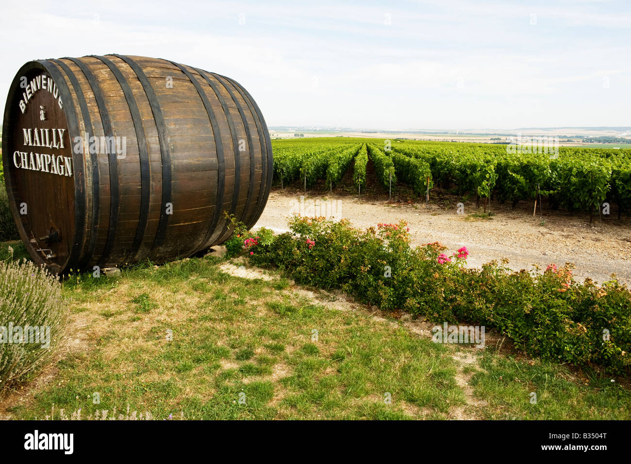 Weinberge in Mailly Montagne de Reims Frankreich Stockfoto