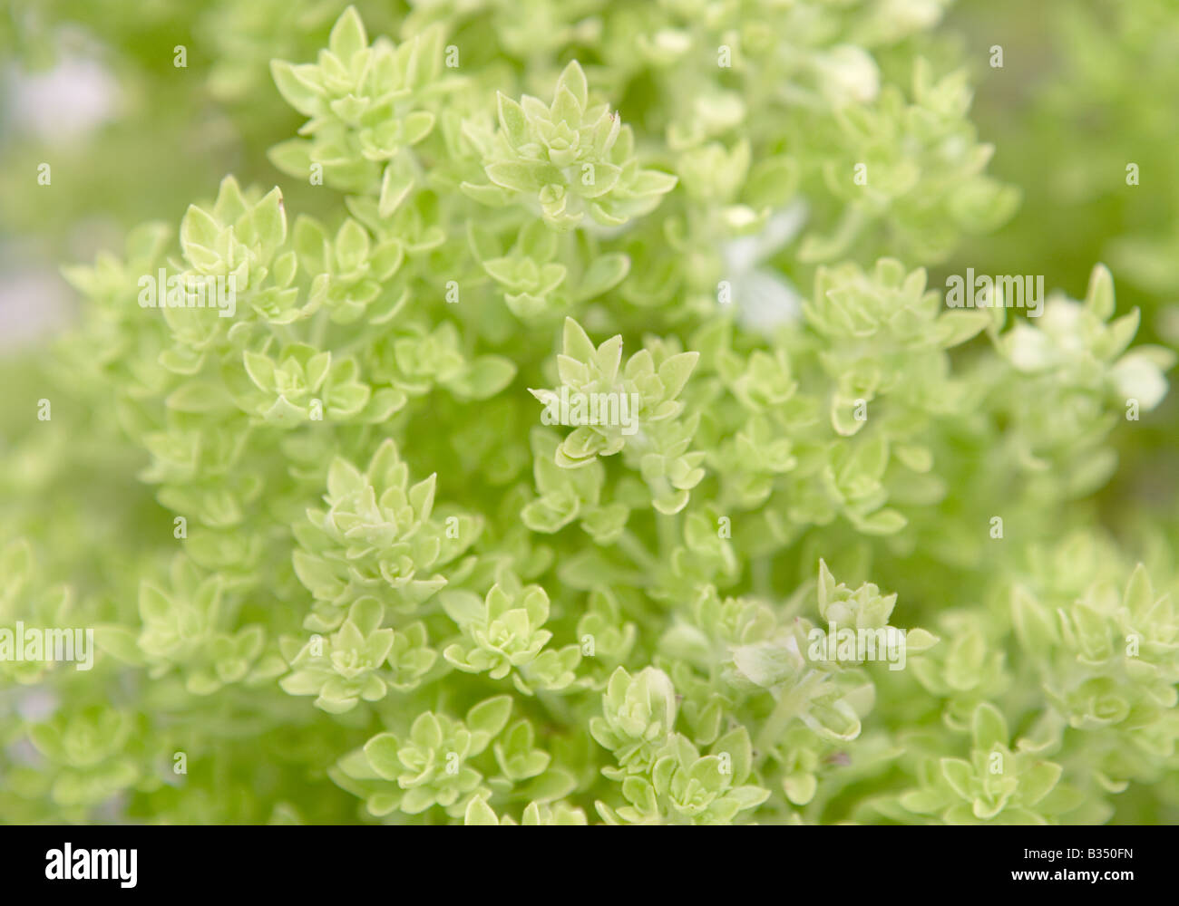 Bush Basilikum (Ocymum Minimum) Pflanze Stockfoto