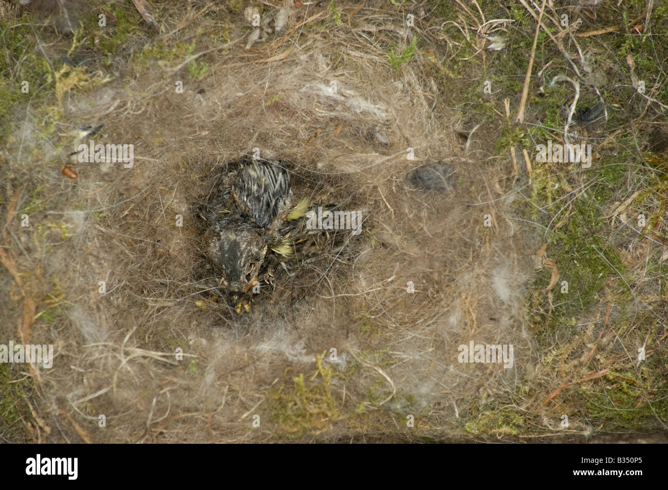Toten jungen Zaunkönige im Nest mit Moos, Haaren und string Stockfoto