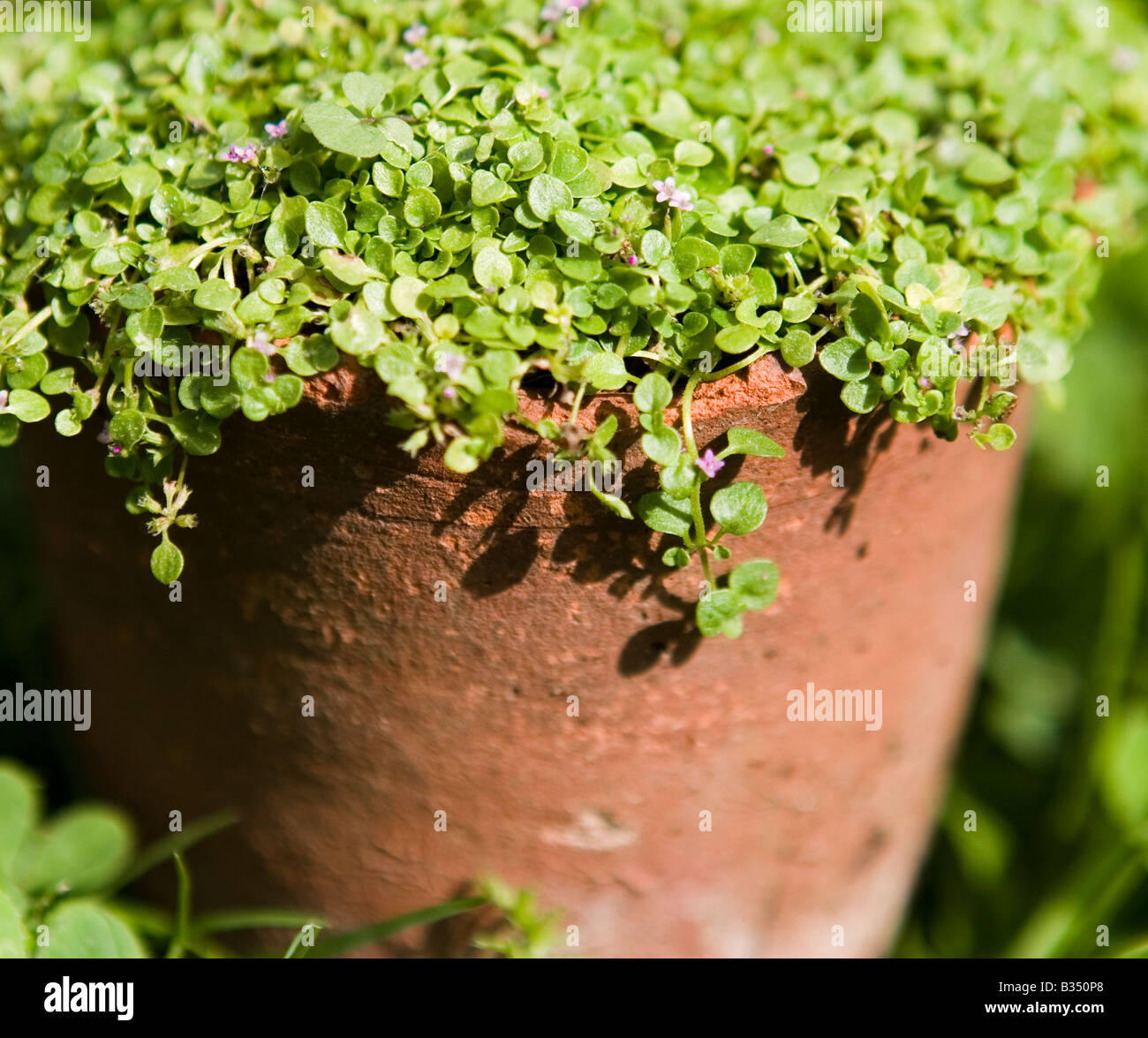 Korsische Minze (Mentha Requienii) in einem alten Terrakotta-Blumentopf Stockfoto