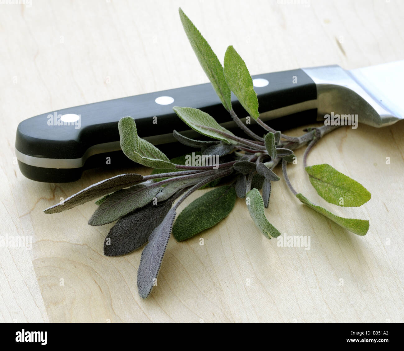 KULINARISCHE Kräuter Kräuter Salbei Salvia Officinalis, eines der beliebtesten Kräuter in der Küche verwendet Stockfoto