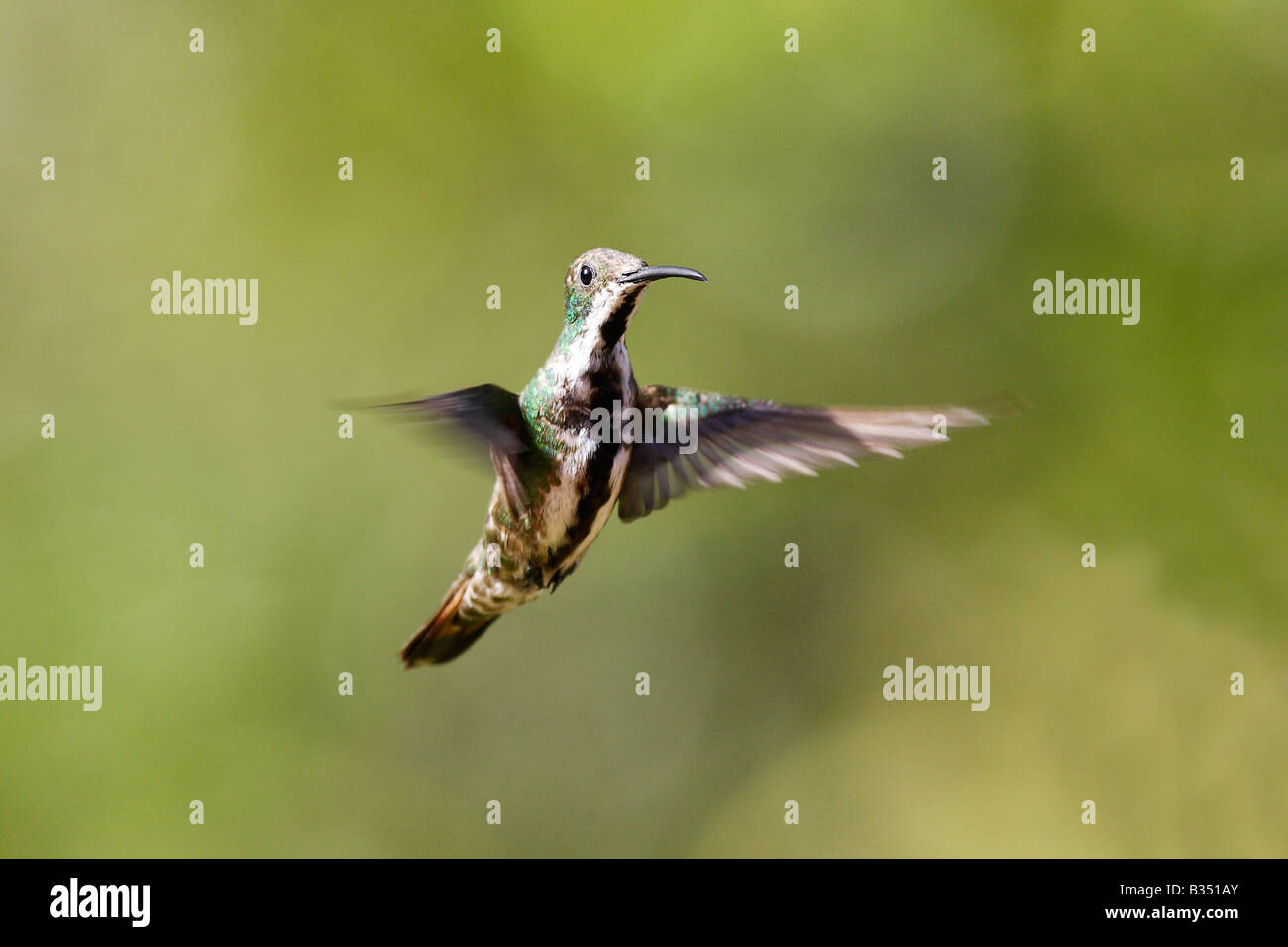 Black-throated Mango (Anthracothorax Nigricollis), weibliche im Flug Stockfoto