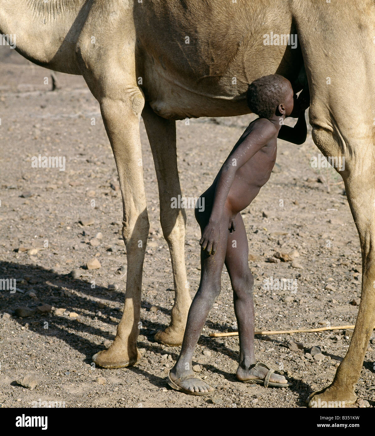 Kenia, Turkana, Lokori. Eine junge Turkana Hütejunge schleicht sich einen Schluck Milch direkt vom Euter ein Kamel. Kamele sind wichtig für Beschluss in den Trockengebieten des Turkanaland, denn sie Browser sind und bis zu fünf Mal täglich gemolken werden können Stockfoto