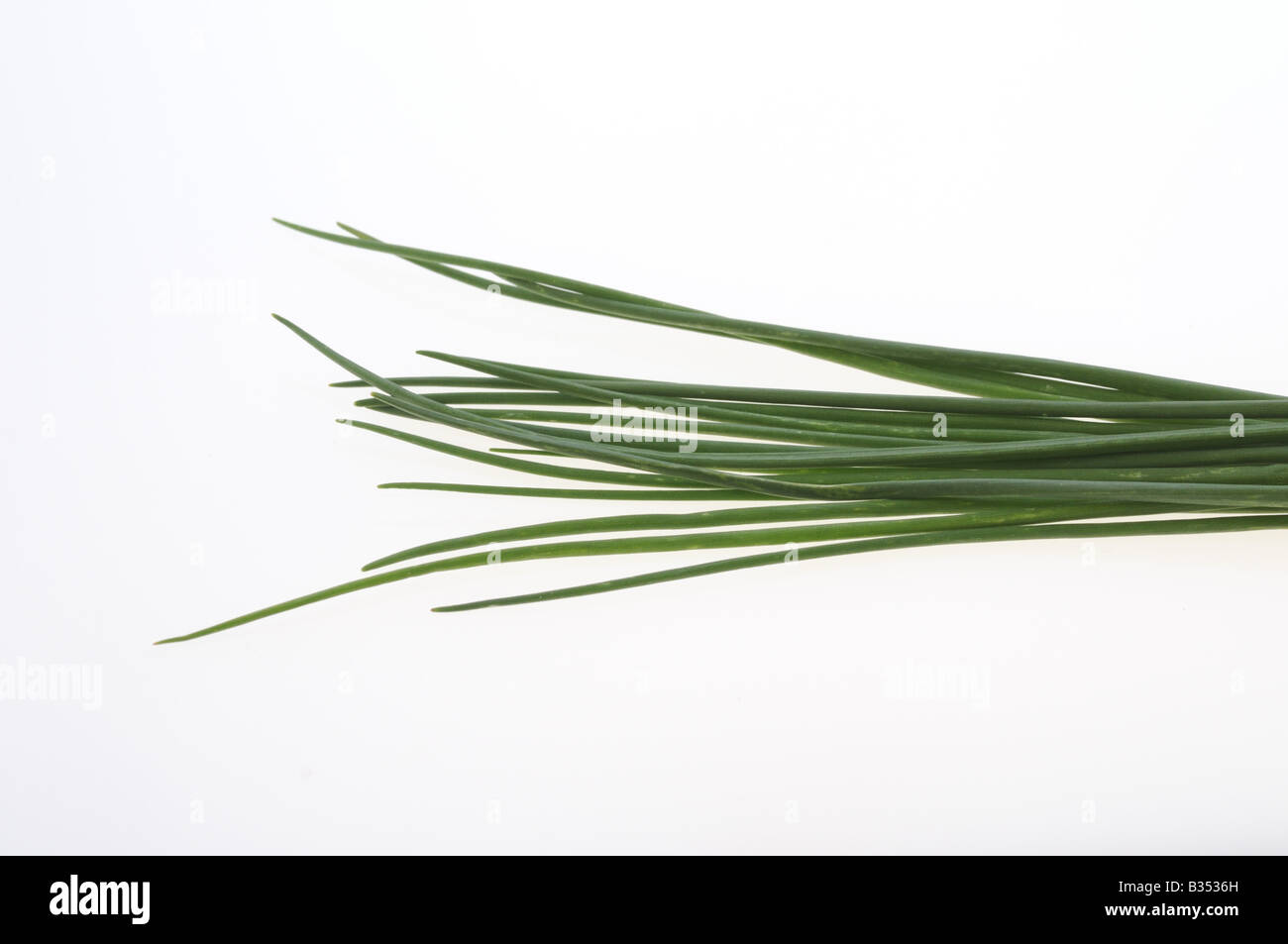 KULINARISCHE Kräuter Kräuter Schnittlauch Allium Shoenoprasum im Zusammenhang mit der Zwiebel Schnittlauch haben milder Geschmack und die Blätter sind fein gehackt Stockfoto