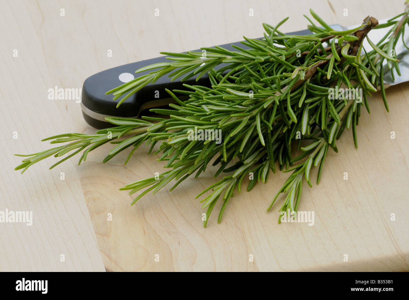 KULINARISCHE Kräuter Kraut ROSEMARY Rosemarinus Officinalis, eines der beliebtesten Kräuter in der Küche verwendet Stockfoto