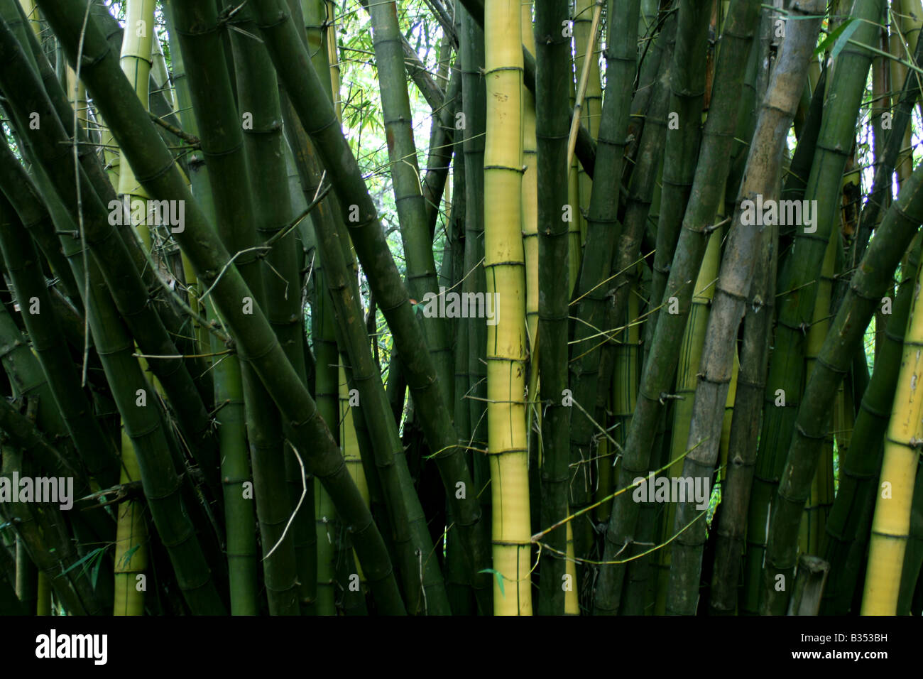 Bambus Baum Stockfoto