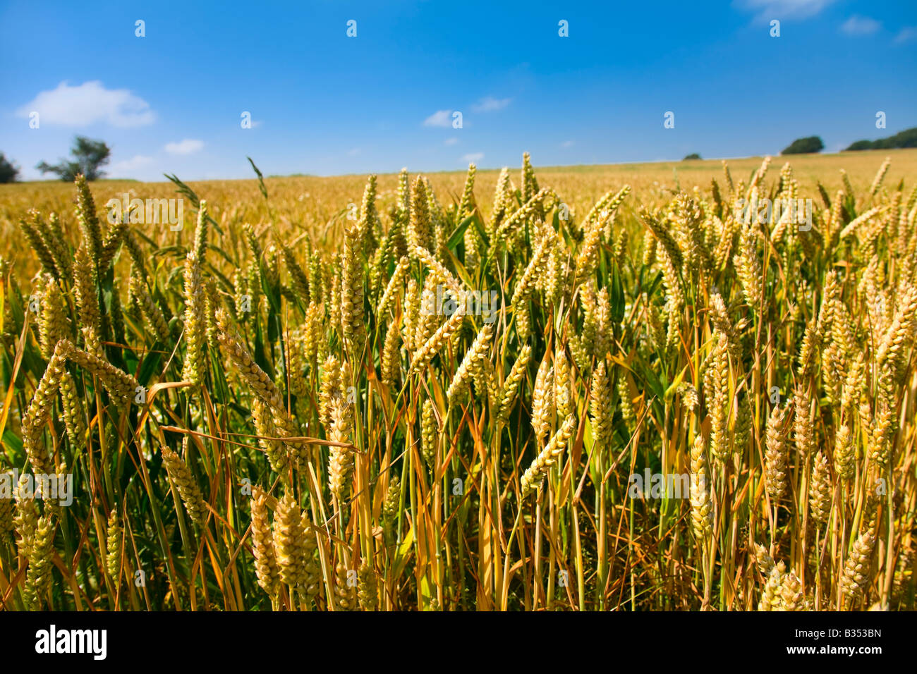 Sommer Weizen Ernte Szene Stockfoto