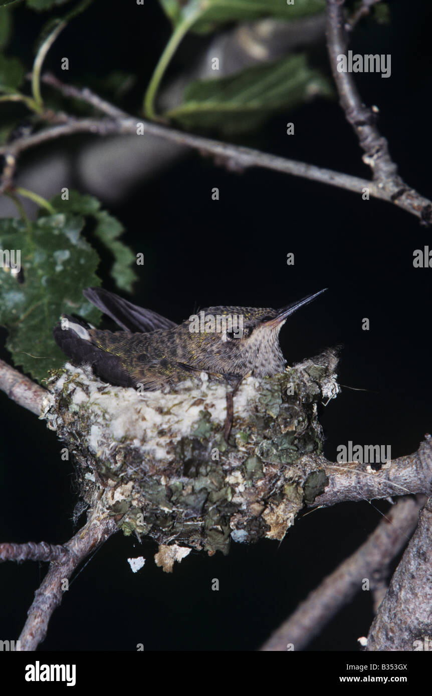 Breit-tailed Kolibri Selasphorus Platycercus junge im Nest Rocky Mountain National Park Colorado USA Stockfoto
