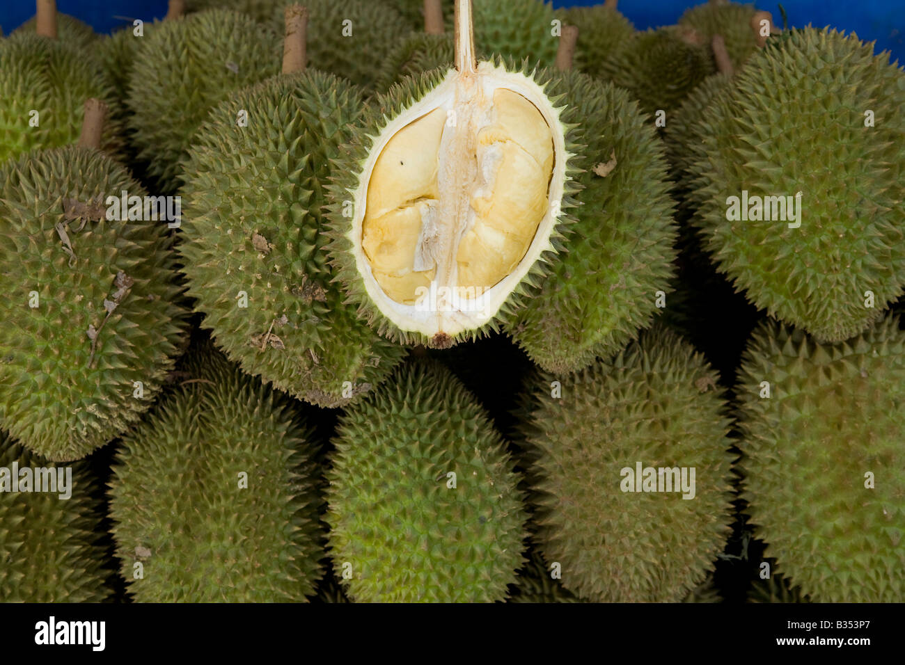 Durian übel riechenden schmackhaftes Obst aus Asien-Vietnam-Vietnam aufgeschnitten, die segmentierte essbaren innen zu zeigen Stockfoto