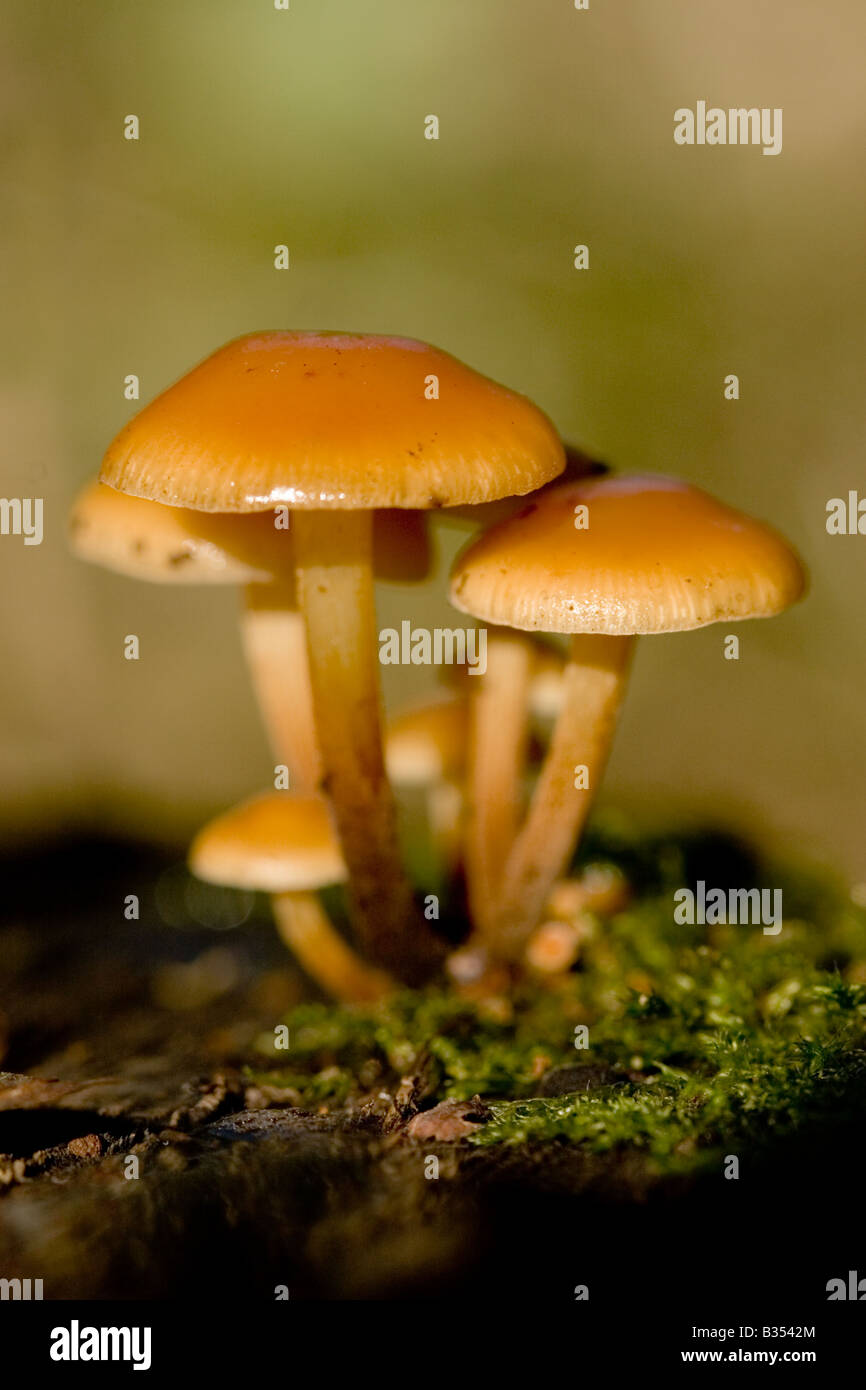 Zwei getönten Holz Büschel (Kuehneromyces Stockschwämmchen) Pilze, England, UK Stockfoto