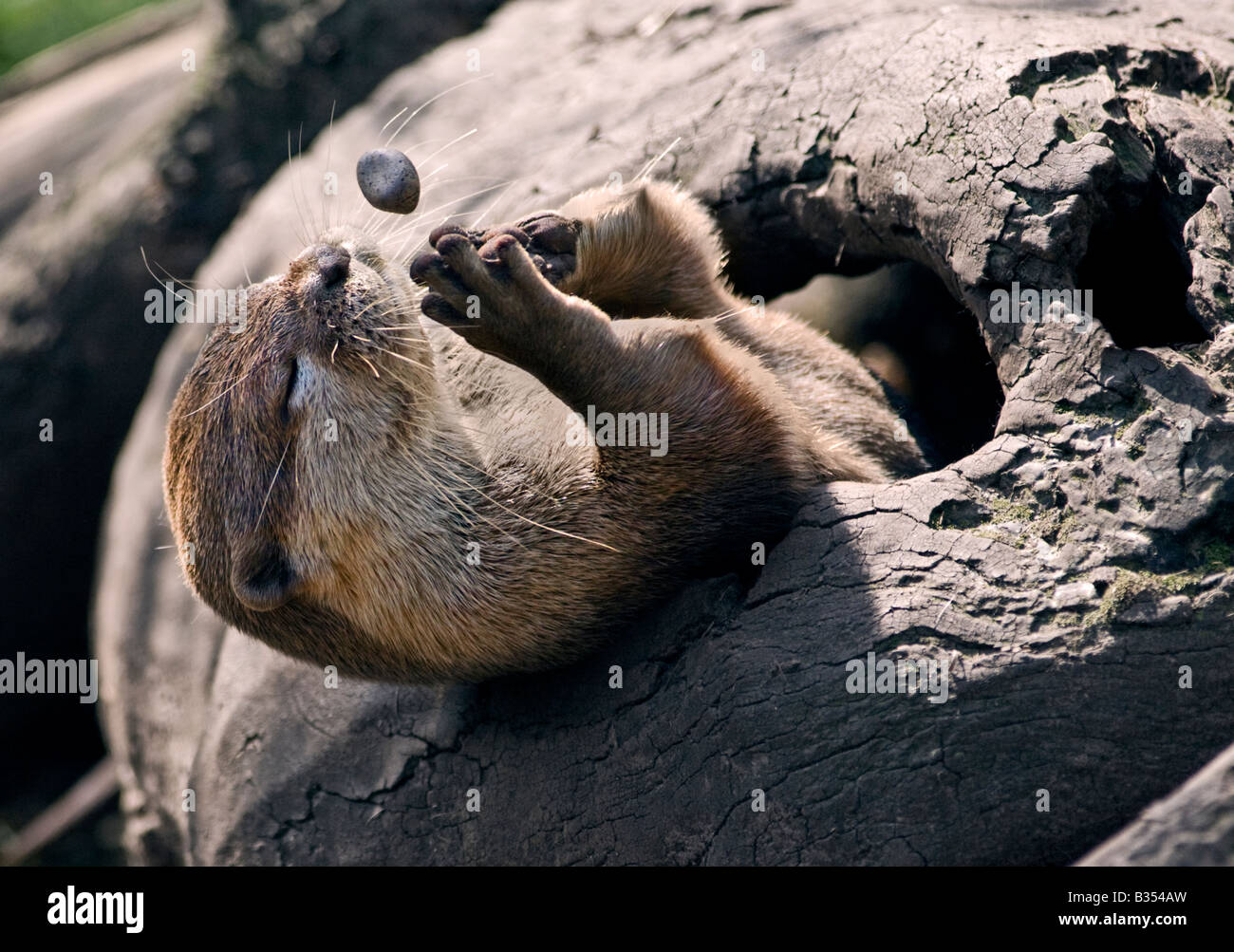 Asiatische kleine krallte (Aonyx Cinerea) Otter spielt mit einem Kieselstein Stockfoto