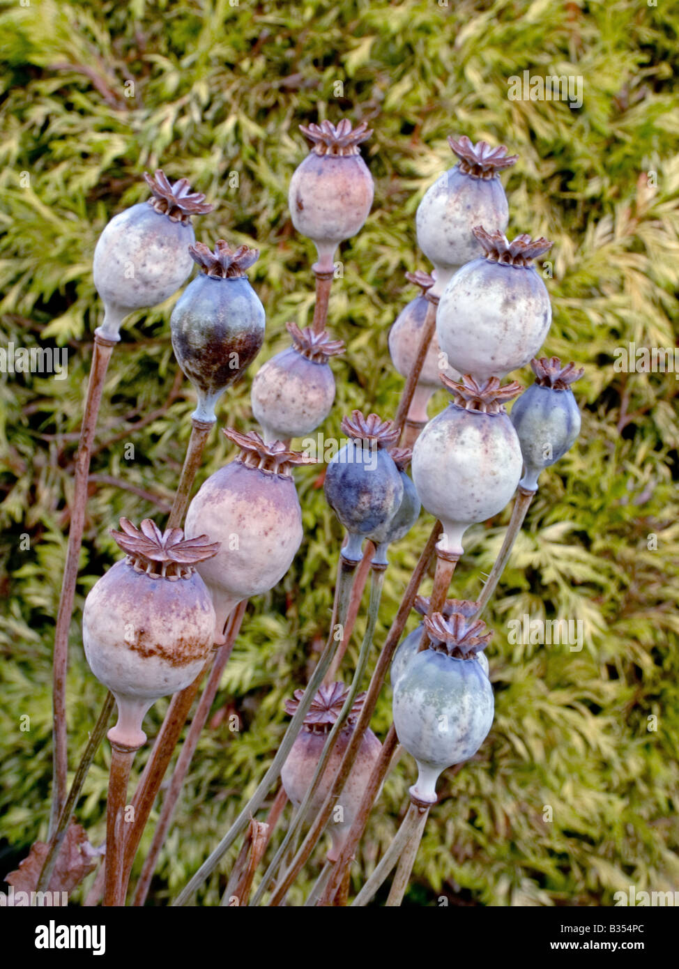 Mohn-Köpfe Stockfoto