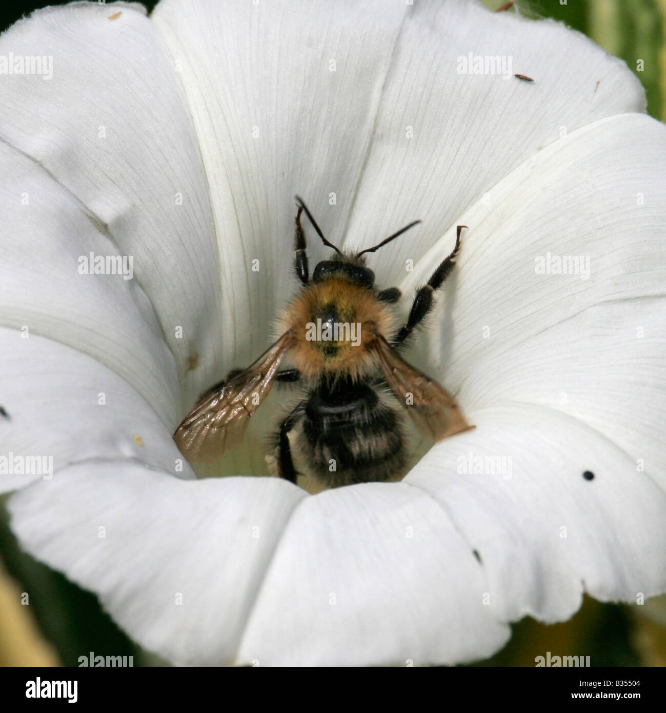 Biene in Blüte Stockfoto