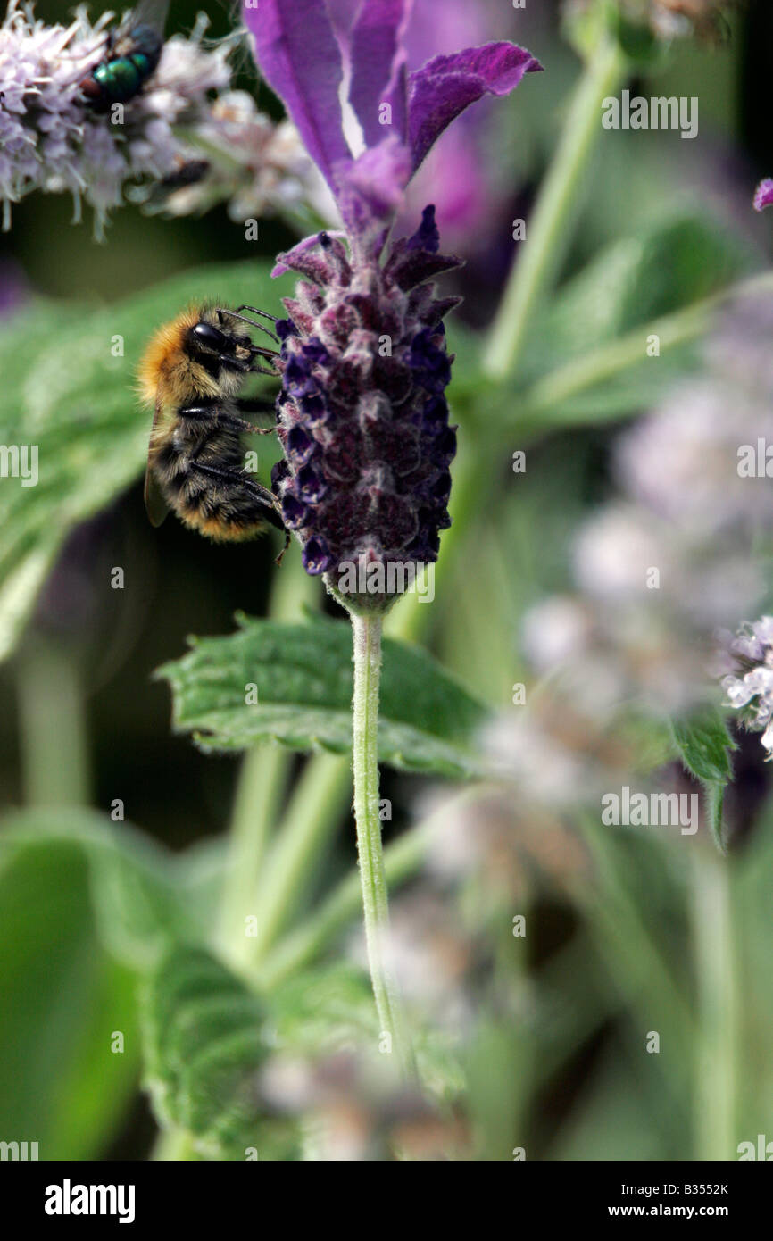 Hummel auf Lavendel Stockfoto