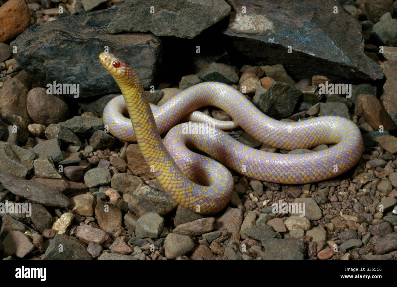 Albino gesprenkelten Kingsnake Lampropeltis Getulus Holbrooki Wyoming Stockfoto