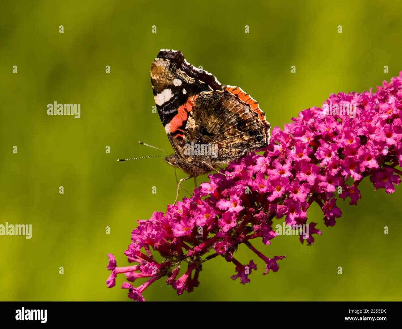 Red Admiral auf budlia Stockfoto