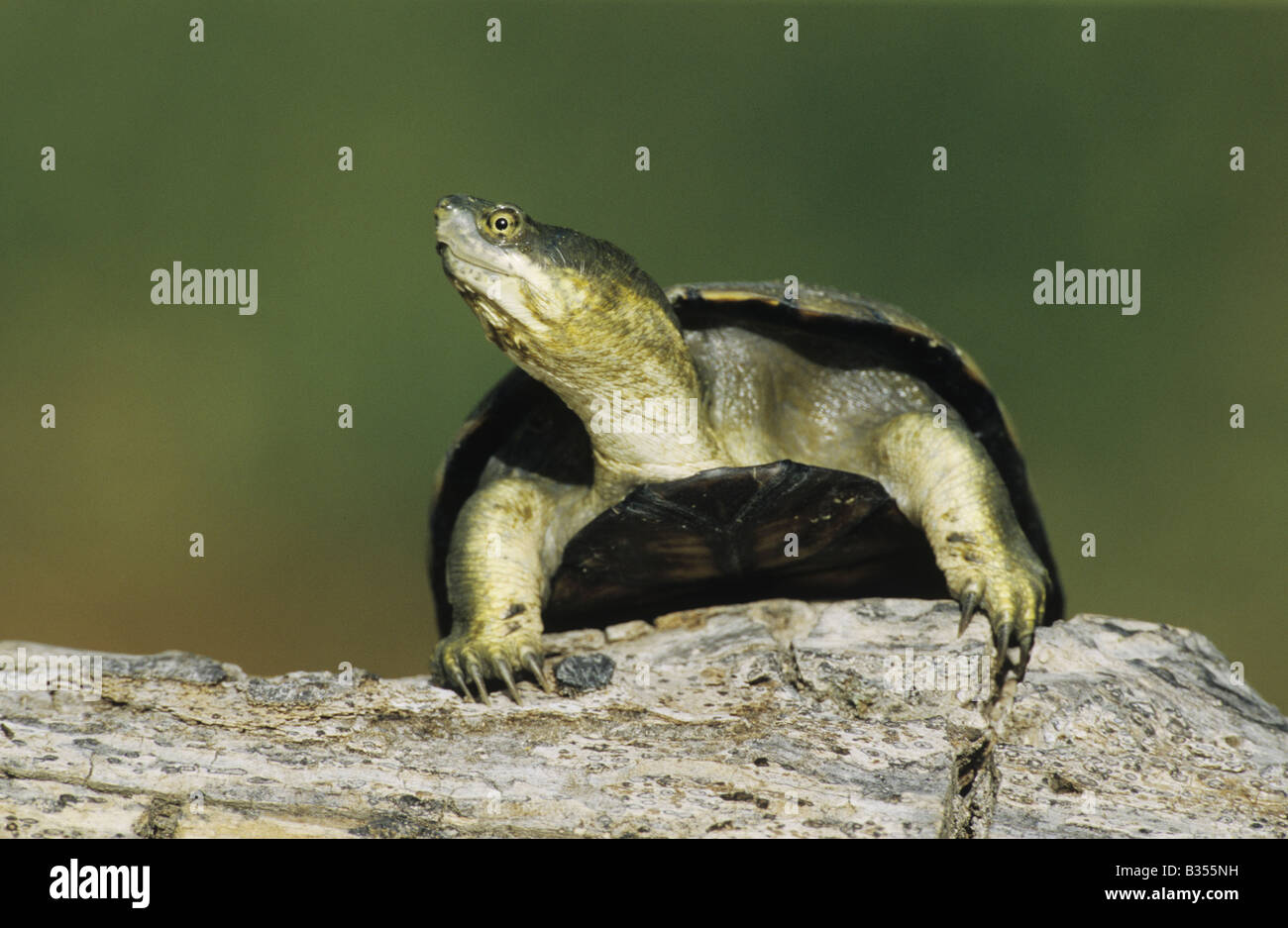 Gelbe Schlamm Schildkröte Kinosternon Flavescens Erwachsenen Sonnen am Log Starr County Rio Grande Valley, Texas USA Stockfoto