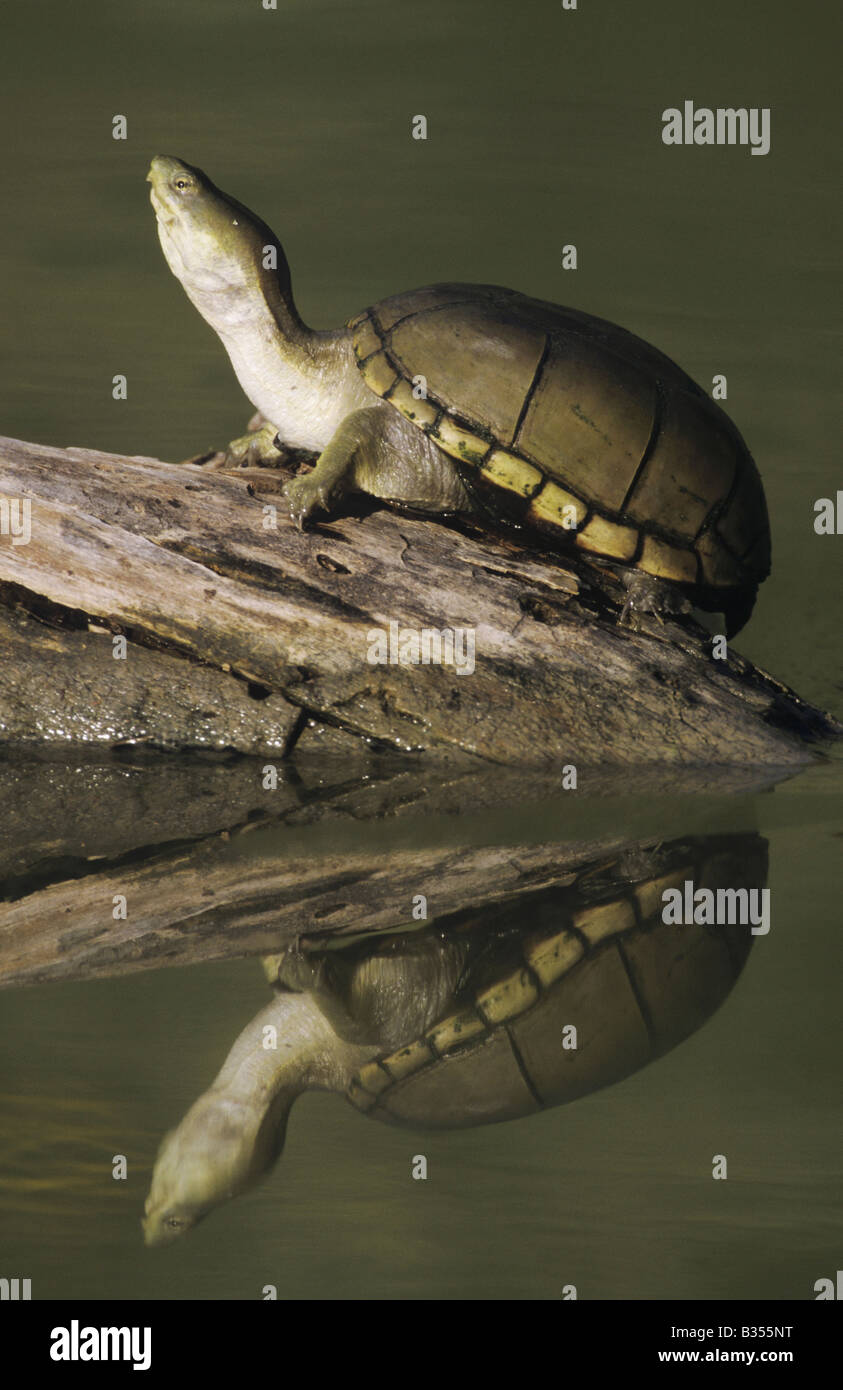 Gelbe Schlamm Schildkröte Kinosternon Flavescens Erwachsenen Sonnen am Log Starr County Rio Grande Valley, Texas USA Stockfoto