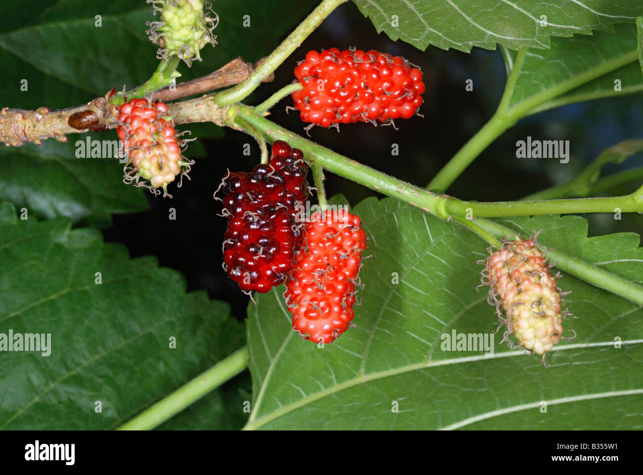 Früchte der Maulbeerbaum (Morus sp.). Die Früchte werden gegessen oder zu Marmelade gemacht. Stockfoto