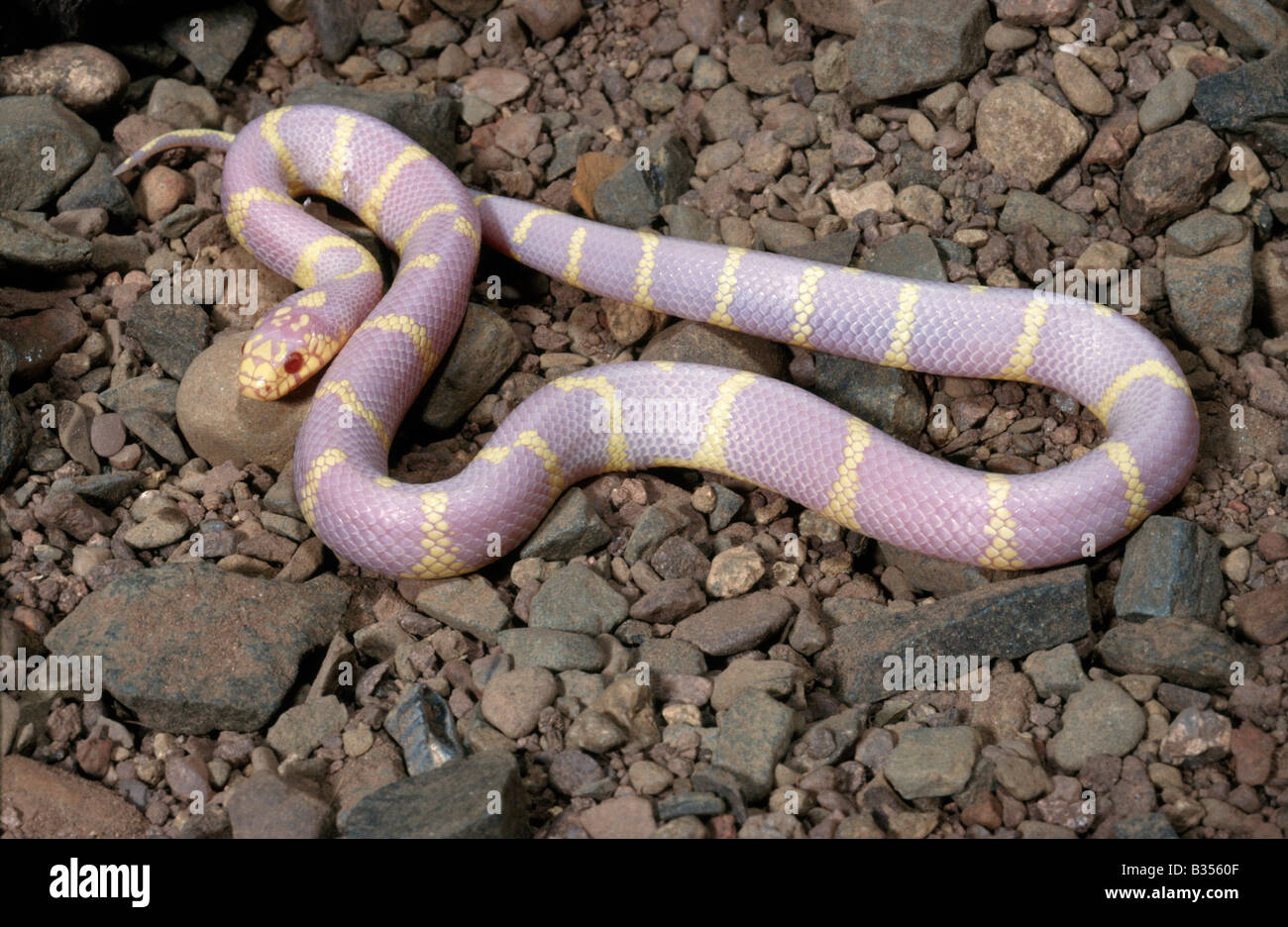 Albino Kalifornien Kingsnake Lampropeltis Getulus califoriae Stockfoto