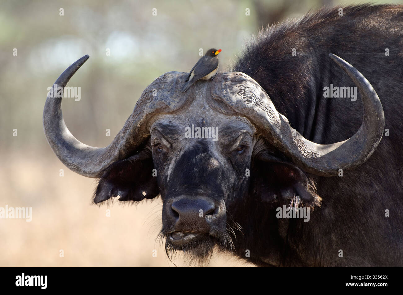 Afrikanischer Büffel (Syncerus Caffer) mit Yellow-billed Oxpecker (Buphagus Africanus), Ndutu, Ngorongoro, Tansania Stockfoto