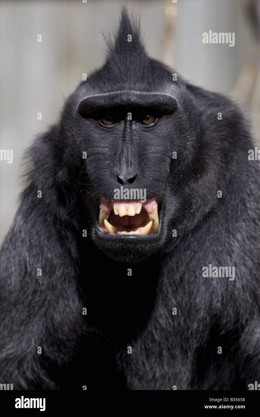 Ein aggressiver Affe/Affe mit Irokesenschnitt Frisur entblößt seine Zähne in die Kamera.  Kopf und Schultern erschossen. Stockfoto