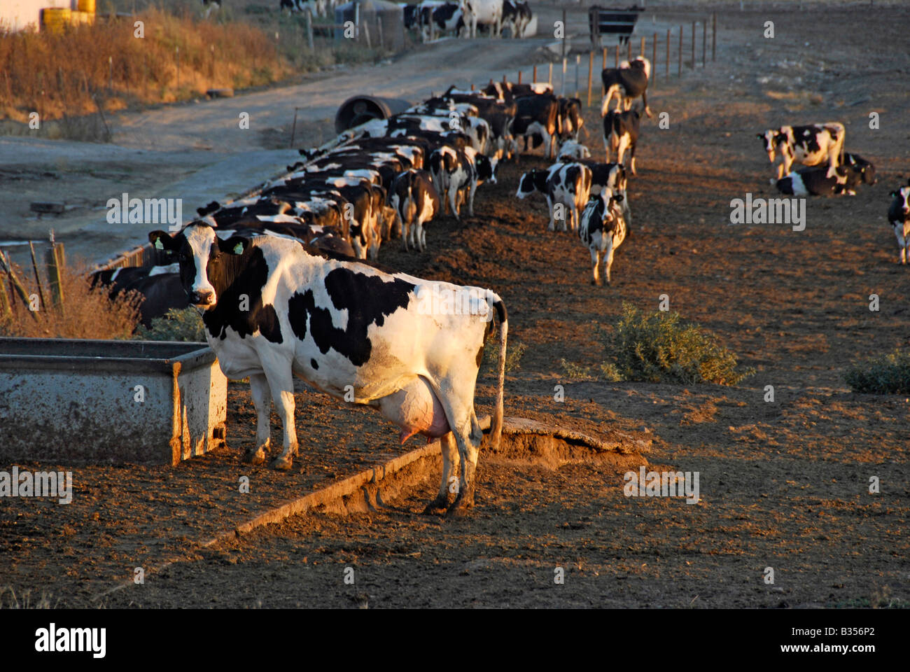 Rinderfütterung, Sonoma County, Kalifornien, USA. Stockfoto