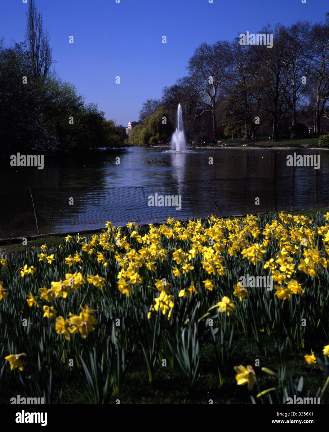 Narzissen und den See, St. James Park, London Stockfoto