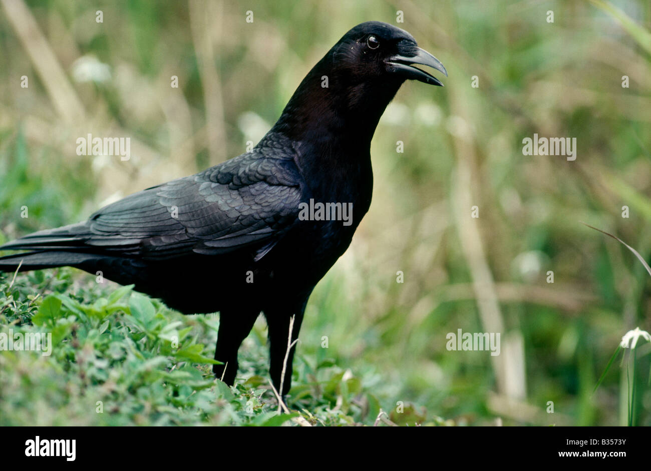 Gemeinsamen Krähe Corvus brachyrhychos Stockfoto