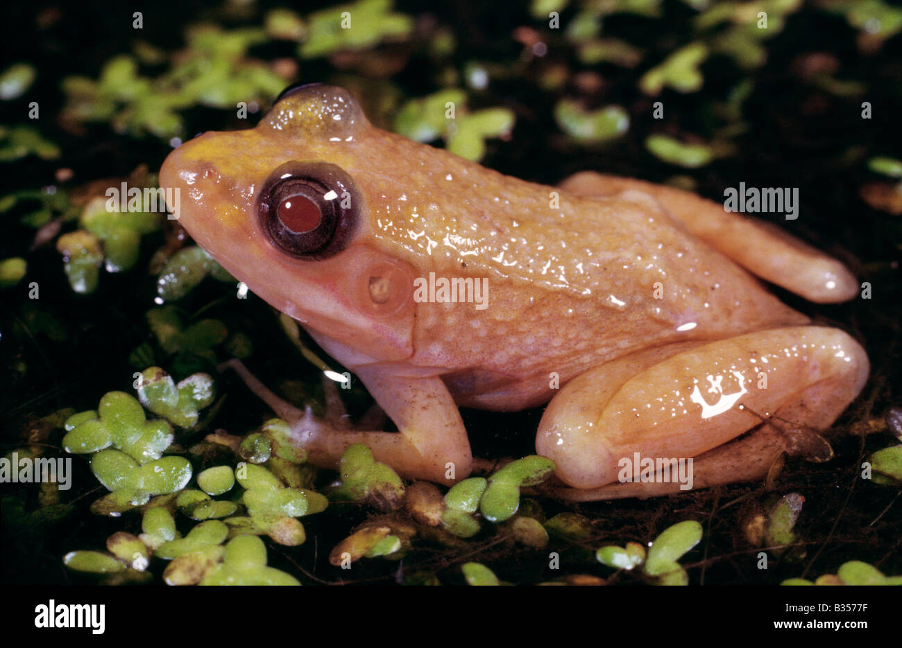 Albino Green Frog Rana clamitans Stockfoto
