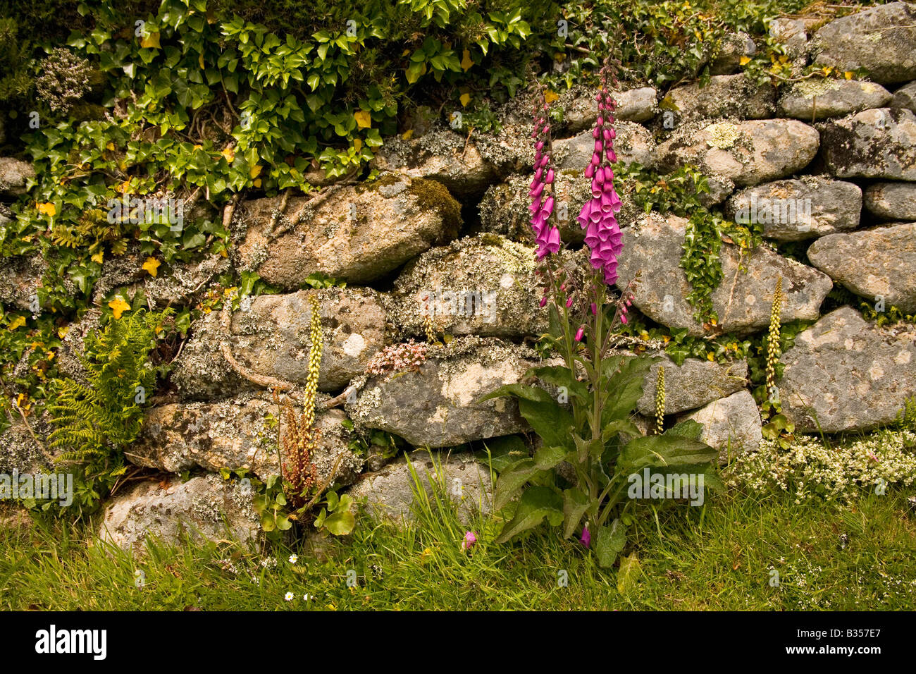 Fingerhut wächst in alten Mauern des Carn Euny Steinzeit-Dorf in der Nähe von Sancreed West Penwith Cornwall England Vereinigtes Königreich UK Stockfoto