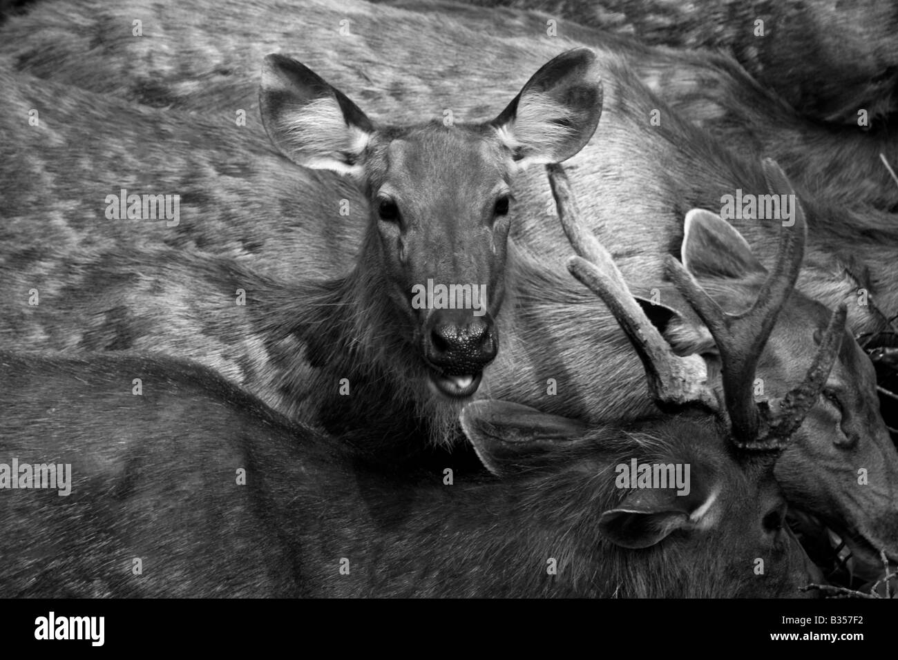 Schwarz-weiß-Aufnahme eines Hirsches in einer Herde in die Kamera schaut Stockfoto