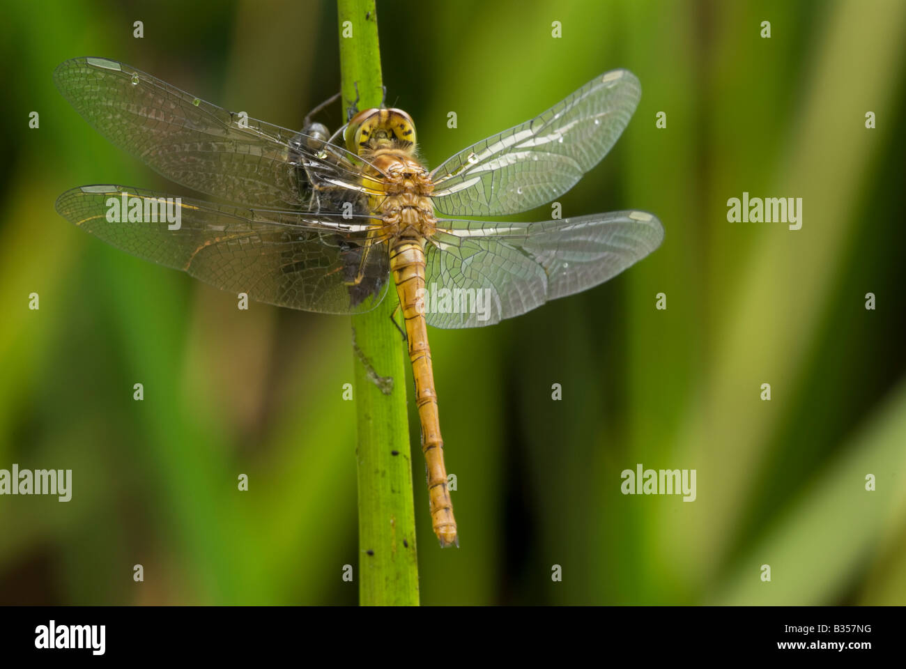 Gemeinsamen Darter Libelle (Sympetrum Striolatum), Männlich, entstanden aus nymphal Besetzung neu Stockfoto