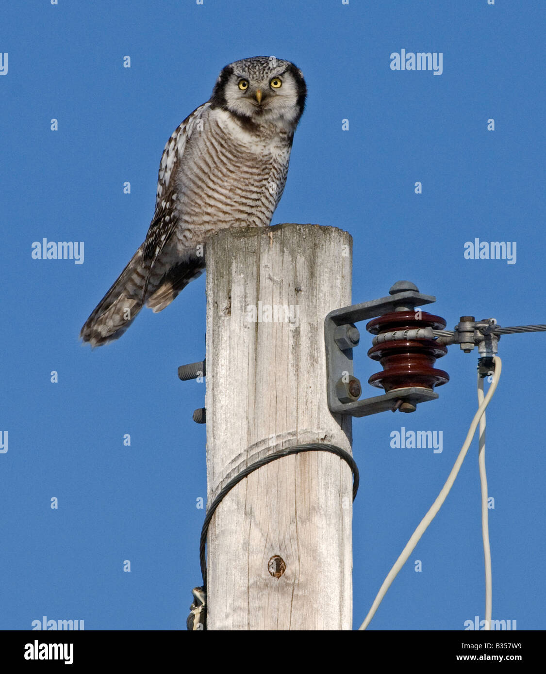 Eule (Surnia Ulula) auf Telegrafenmast Habicht Stockfoto