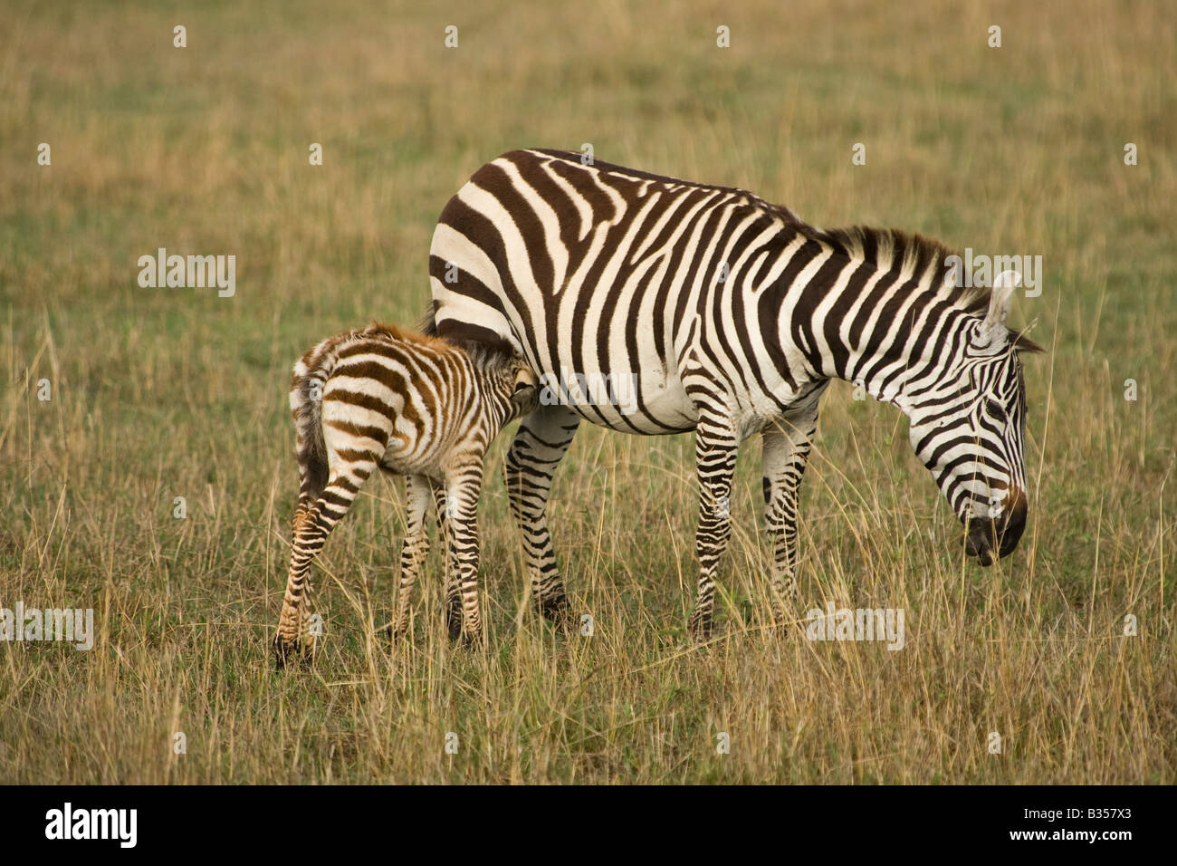 Ebenen Zebra (Equus Quagga Boehmi) Mutter und junge Pflege Stockfoto