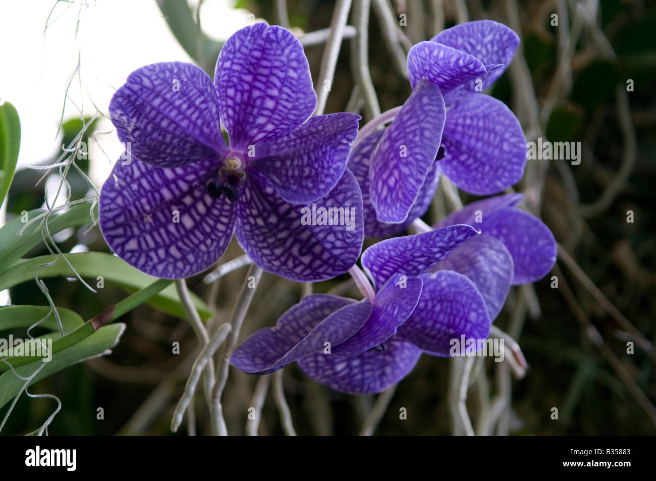 Blaue orchideen Fotos und Bildmaterial in hoher Auflösung Alamy