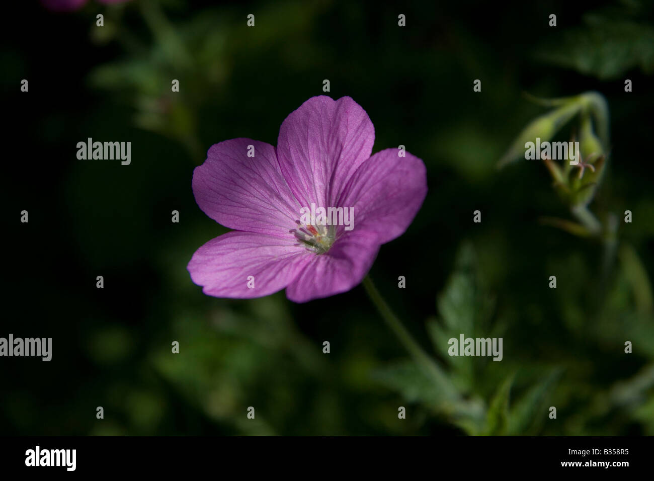 Deep Purple Storchschnabel Blume im Schatten Stockfoto