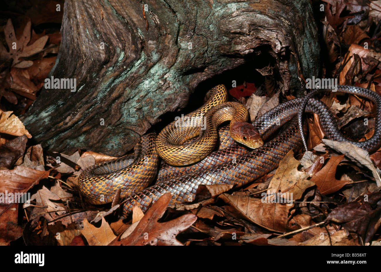 Baird s Rattenschlange bieten Obsoleta Bairdi oder Pantherophis Bairdi Texas Stockfoto