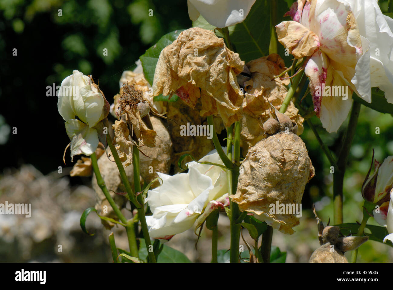 Rose Blumen Knospen von Grauschimmel Botrytis Cinerea bei feuchter  Witterung betroffen Stockfotografie - Alamy