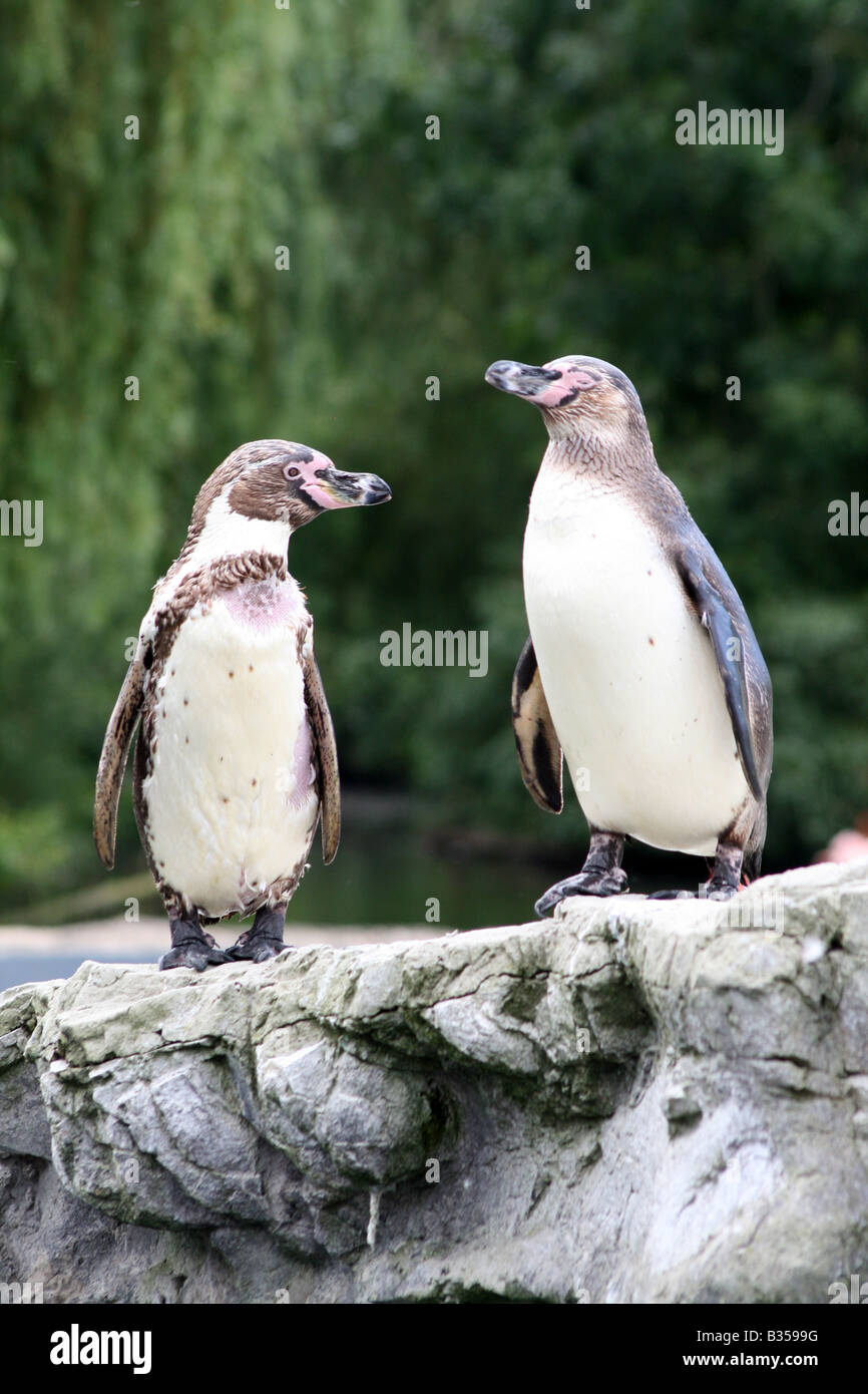 Humboldt-Pinguin [Chester Zoo, Chester, Cheshire, England, Großbritannien, Vereinigtes Königreich, Europa].                             . Stockfoto