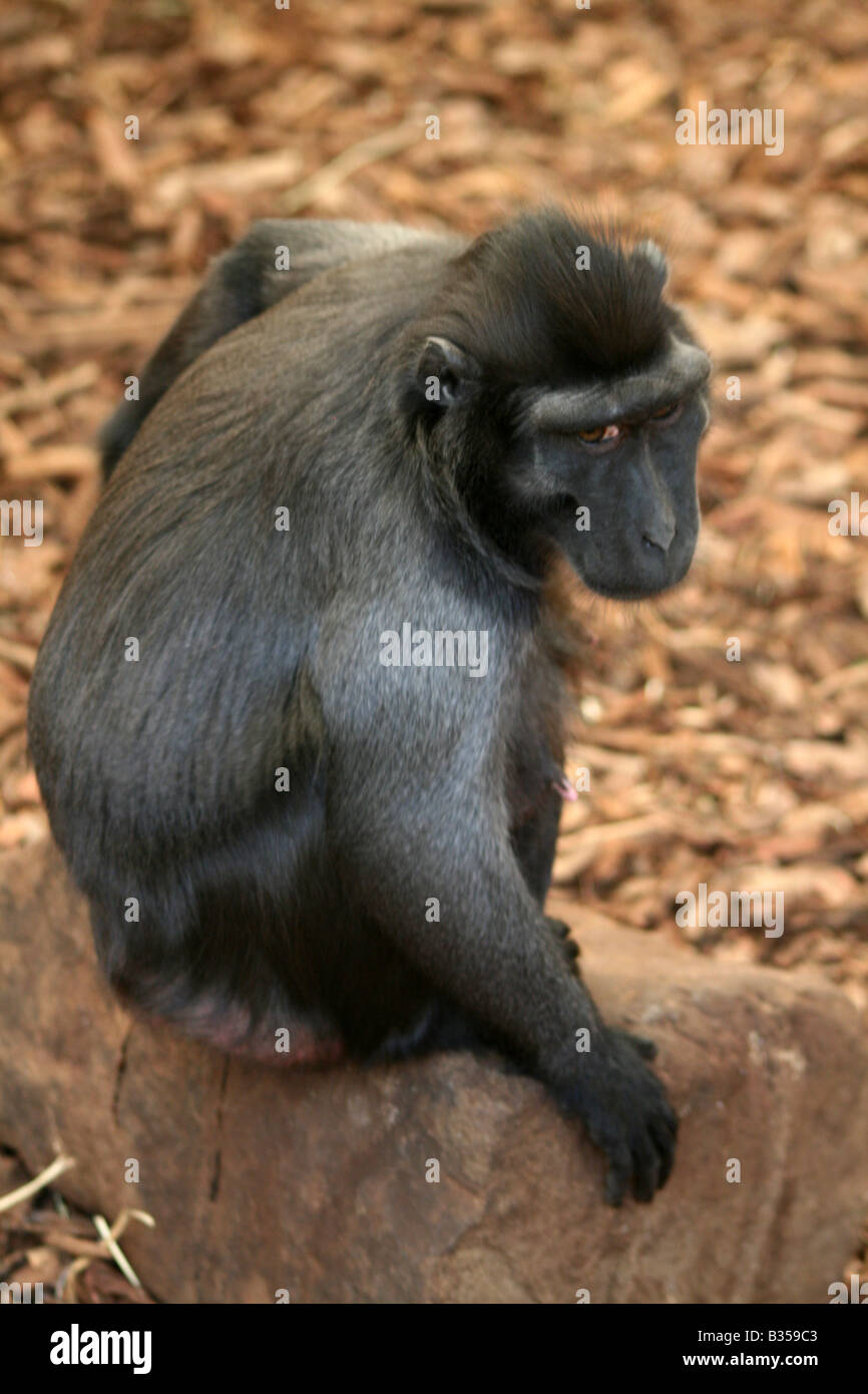 Sulawesi / Celebes Crested schwarz Macaque [Chester Zoo, Chester, Cheshire, England, Großbritannien, Vereinigtes Königreich, Europa].     . Stockfoto