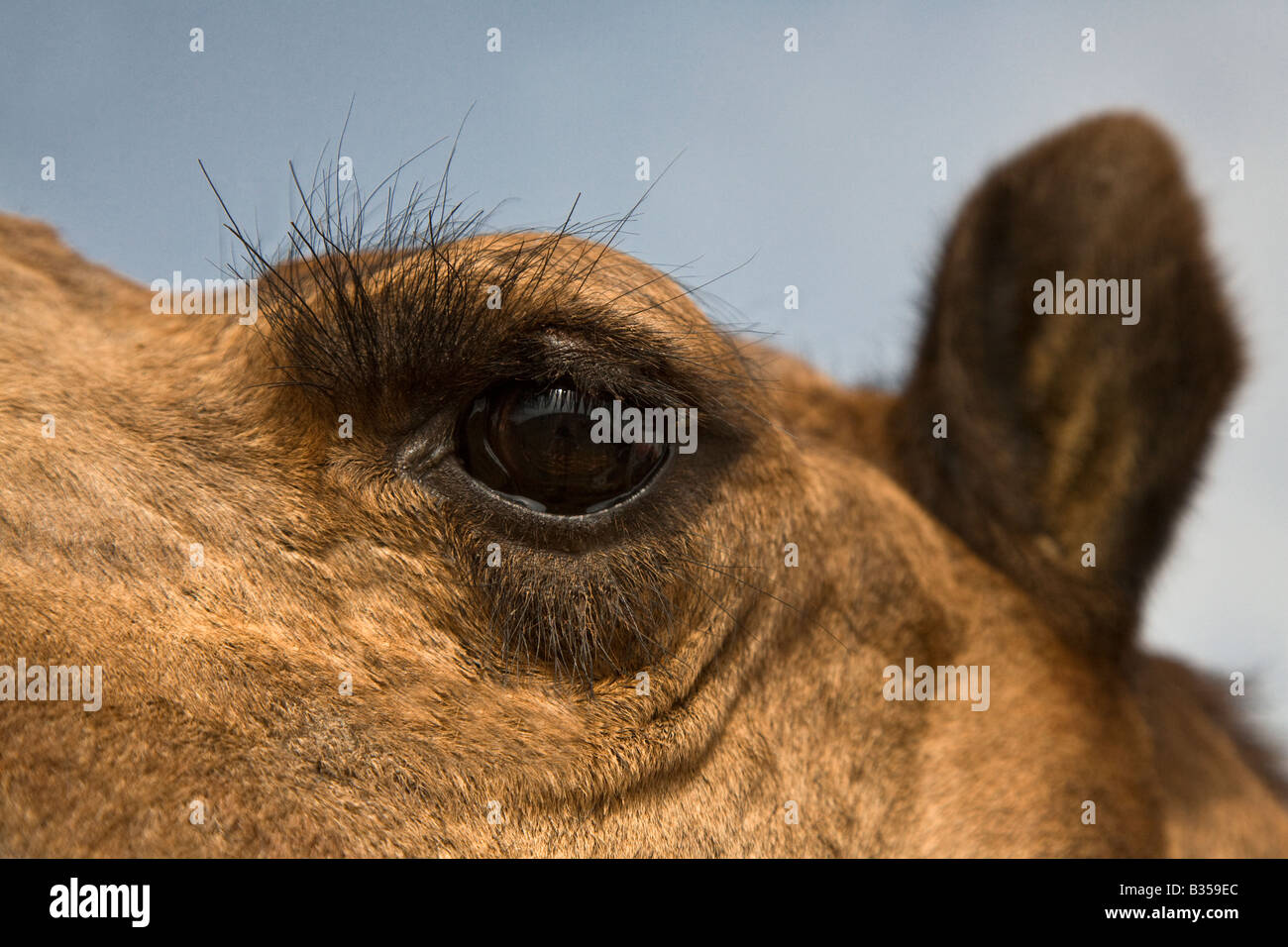 Ein Kamele Camelus Bactrianus Augen und Wimpern in der THAR Wüste RAJASTHAN Indien Stockfoto