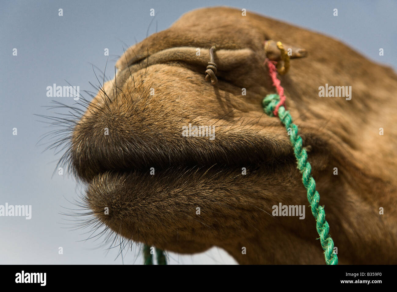 Kamel Camelus Bactrianus Muzzel in der THAR-Wüste in der Nähe von JAISALMER RAJASTHAN Indien Stockfoto