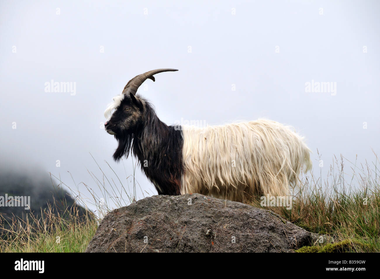 Wilde Ziege Watkin Pfad Snowdonia National Park Wales Cymru Stockfoto