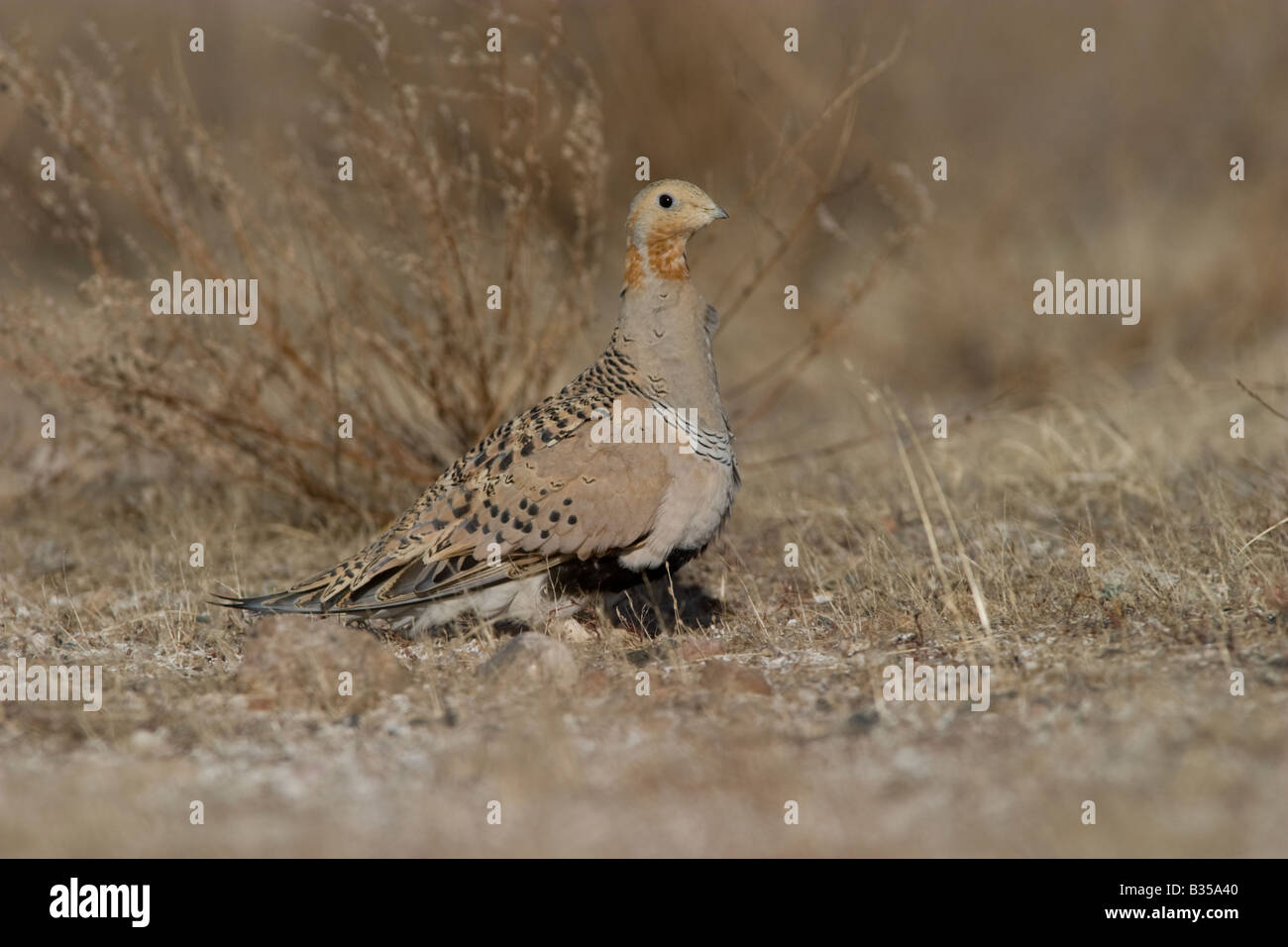 Pallas Sandgrouse Syrrhaptes paradoxus Stockfoto